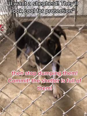 A post by @ariruizofficial on TikTok caption: These dogs deserve better this is ridiculous #fyp #shelterdog #arispack #gsd