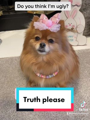 A post by @thepompompack on TikTok caption: #dog #doggo #fyp #petlover #foryou