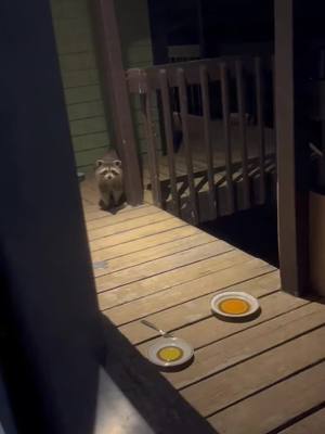 A post by @rescuedanimals on TikTok caption: Meet Ricky the racoon #racoonsoftiktok #racoon #racoons #funnyracoon #wildanimals #wildanimalrescue #savinganimals