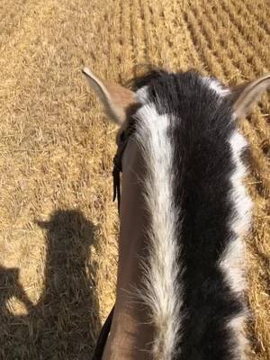 A post by @lez_a_cheval on TikTok caption: ☀️🌾 #equitation #liberte #galop #balade #horse #cheval