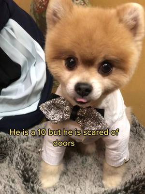 A post by @bentleythepomofficial on TikTok caption: He is a 1//10 as a guard dog 🥴 #fypシ #dogsoftiktok #puppy