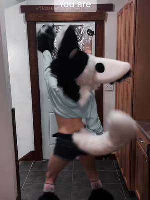 A post by @wolfvenstar on TikTok caption: Being smol really has its pros and cons 😅 #furrymeme #furrytiktok #furrytrash #fursuiter #furriesoftiktok #dutchangeldragon #wolfvenstar @wolfvencomet diescird in bio!! See you there??