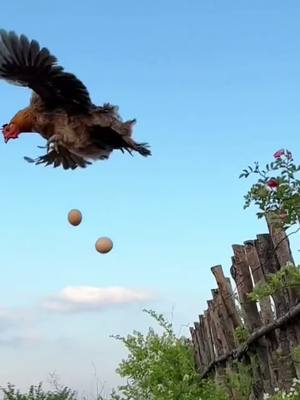 A post by @asffcca on TikTok caption: #funny #funnyanimals #hen #layeggs #henlayingegg #fly #egg