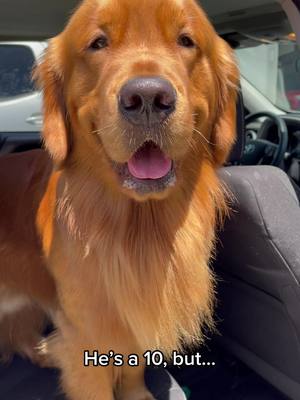 A post by @good.boy.nash on TikTok caption: 14/10 good boy though 😍😂 #goldenretriever #dogsofttiktok #ShowUrGrillSkillz