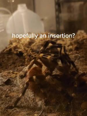 A post by @arachnid.archives on TikTok caption: Nhandu chromatus pairing gone wrong :( #tarantula #spider #exoticpets #fyp #foryoupage