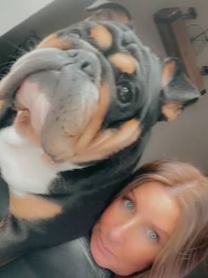 A post by @wee_bulldog_harley on TikTok caption: Nothing beats a dogs loyalty and companionship #afterlife #dogslove #loyalty #LoveIsland