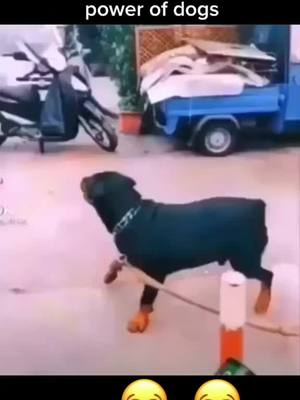 A post by @luuti_fruuti on TikTok caption: #foryou #fyp #foryoupage #dog #Yeet