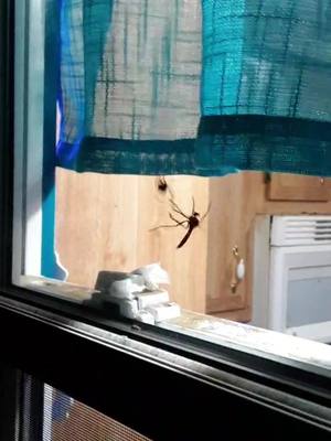 A post by @melissabondurant on TikTok caption: #eww #fight #spider #fyp