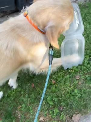 A post by @stace.pup on TikTok caption: Desmond is discovering his environmentally concious side #king #sticktok #goldenretriever