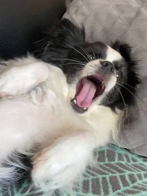 A post by @sebastienaupetit2 on TikTok caption: Je crois que je fatigue mon chien#chihuahua