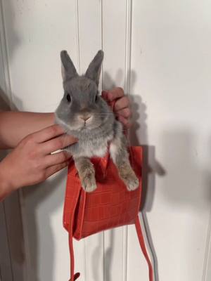 A post by @dwarfrabbitasmr on TikTok caption: Thank you tijn for the kylie mini bag 🥰 @tijn_official  #fyp #bunny #rabbit #pet #purse #bag