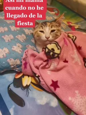 A post by @tambien_gatito_kawaii on TikTok caption: #kitty #mamá #fiesta #sabado #badbunny #fipシ #amigas #friends #party #saturday