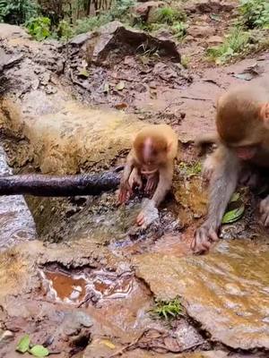 A post by @monkeycoll on TikTok caption: He like play water #monkey #friend