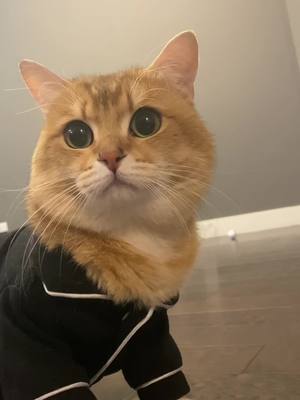 A post by @coolestpotatoe on TikTok caption: Anyone else cant go to bed without their jammies? 😅🥺 #catsoftiktok