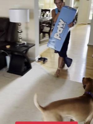 A post by @dulcethedoggy on TikTok caption: Dulce gets her dream bed from #pawdotcom. Talk about a spoiled puppy! #fyp #vizsla #dogsofttiktok