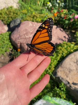 A post by @andreadumoulin on TikTok caption: Welcome to #butterflytok #fyp #monarch #monarchbutterfly #butterflyeffect #endangered #endangeredspecies #savethebutterflies