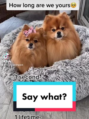 A post by @thepompompack on TikTok caption: How long?🥹 #fyp #twin #dogs #doglover