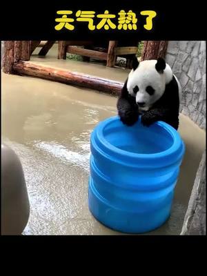 A post by @pandahomefra on TikTok caption: It's too hot. I need a bath.