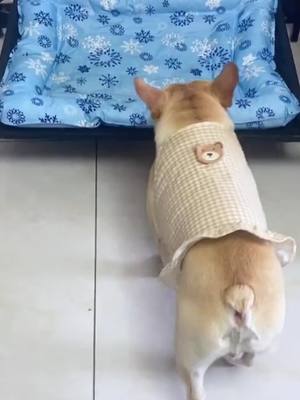 A post by @bulldognobully on TikTok caption: The snoring 🤣#frenchbulldog #sleepydog #snoring