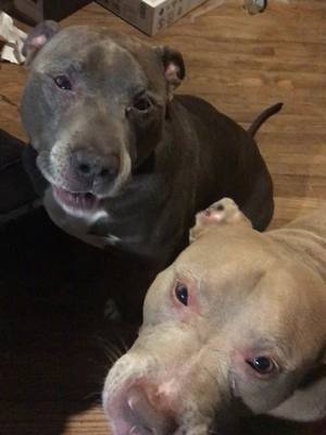 A post by @mommasmith5880 on TikTok caption: #fyp #foryoupage #imsohungrychallenge #crazypitbull #squeezecheese #fatherson