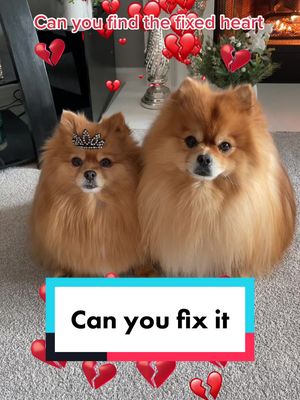 A post by @thepompompack on TikTok caption: Can you find it? #fyp #dogs #foryou  #dogsoftiktok