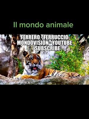 A post by @ferreroferruccio on TikTok