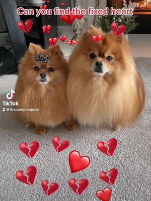 A post by @thepompompack on TikTok