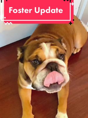 A post by @shug_and_bruce_bulldogs on TikTok caption: a surprise to literally no one :) #fypシ #foryoupage #catlover #catsoftiktok #fosterfail #dogsoftiktok