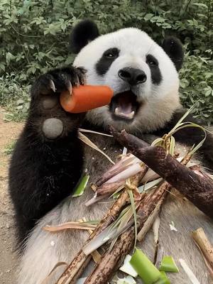 A post by @feelgirls on TikTok caption: The dining table is full of debris #panda