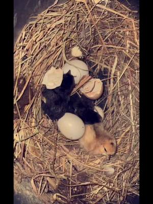 A post by @terryhammon on TikTok caption: #babychicken #babychicks #fyp #foryou #foryoupage #byc #roostifer