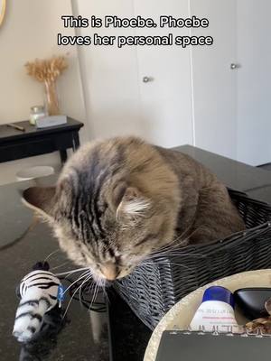 A post by @occasionallyemmy on TikTok caption: stage 5 clinger #funnyanimals #cat #dog #fyp #foryoupage #FilmTeyvatIslands #funnyvideo