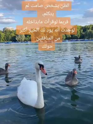 A post by @c8lirl on TikTok caption: #خواطر _ لاصحاب _ العقول _ الراقيه _ مجرد  _ ذووق _   تصويري _ تصميمي #fypシ #viral #fouryoupageلايك #explore #🦋⚘️