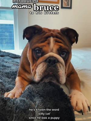 A post by @shug_and_bruce_bulldogs on TikTok caption: it was a foster fail from the very beginning okay #fypシ #tiktok #foryoupage #catlover #dogsoftiktok #catsoftiktok