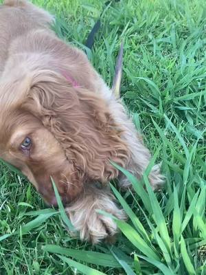 A post by @tovi.cockerspaniel on TikTok caption: Baby Tovi 🌿🐐😂 #cocker #cockerspaniel #cockerspanielsoftiktok #cockerspanielpuppy