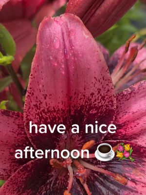 A post by @uk192906324nr34natural on TikTok caption: have a nice afternoon #🌺💐🤍☕️🤎