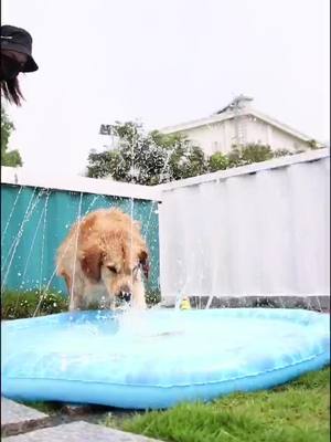 A post by @puppieslovetk on TikTok caption: Enjoy water fun in hot summer  with sprinkler fun mat#fyp #wag2me #wag2mepet #chillout #spinklermat