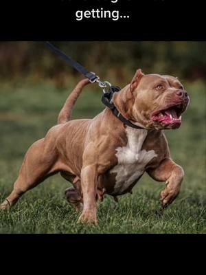 A post by @bethanypoole on TikTok caption: 🤣 the biggest baby that cant walk past a wall normally #pocketbully #pocketbullypuppy #pocketbullyuk #fyp #dogsoftiktok #puppiesoftiktok #foryoupage