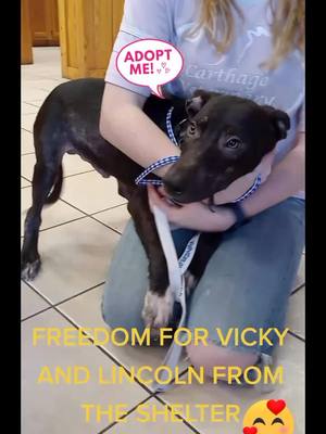 A post by @faithshopeinhumanity143 on TikTok caption: Vicky and Lincoln have been saved freedom ride #endanimalcrulety #Faithshopeinhumanity #angelpaws #WeStickTogether #MickeyFriendsStayTrue #spayandneuter #dogs #animalsoftiktok #foster #adoptme #savealife #heart