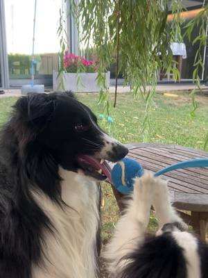 A post by @sebastienaupetit2 on TikTok caption: #balle #chien#bordercollie #chihuahua#jouer mes chiens joue a la balle 🦴🦴🦴🐾🐾🐾🐕🐕🐕