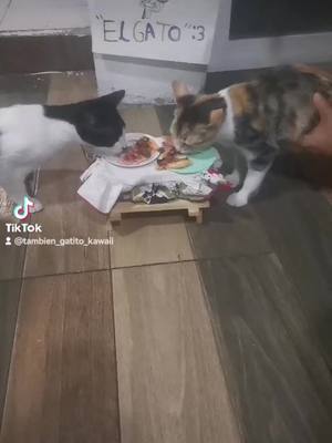 A post by @tambien_gatito_kawaii on TikTok