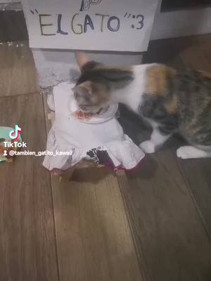 A post by @tambien_gatito_kawaii on TikTok