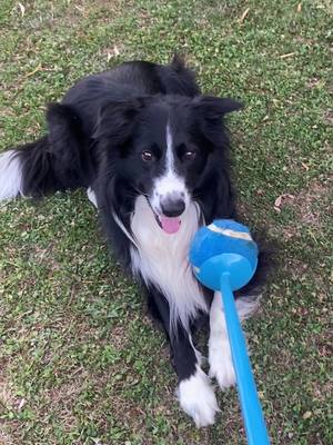 A post by @sebastienaupetit2 on TikTok caption: #balle#jouer#chien#bordercollie