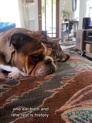 A post by @shug_and_bruce_bulldogs on TikTok caption: he is cat #WeStickTogether #fypシ #foryoupage