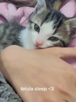 A post by @luvbugxox on TikTok caption: #cat #catsoftiktok #catlover