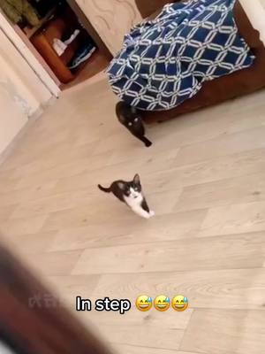 A post by @petstory123 on TikTok caption: In step 😅😅😅#cat #pet #funny #petlover #fyp