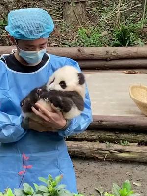 A post by @pandahomefra on TikTok caption: I'm a baby