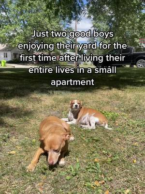 A post by @theoriginalmissmiller on TikTok caption: Just two good boys enjoying having a yard for the first time after living their entire lives in a small apartment.. #corememory #dogsoftiktok #ReTokforNature #millenial