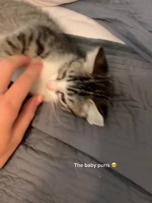 A post by @sarbearwhit on TikTok caption: Baby Bell the day I brought her home 🥺 #catsoftiktok #PetsOfTikTok #purrrrr