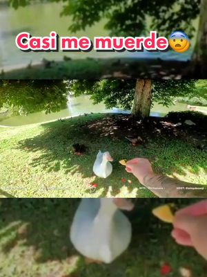 A post by @psicotico_lolo on TikTok caption: Casi me muerde😨#humor #irl #irlstreaming #parami #parati#viral #twitchstream #twitchstreaming