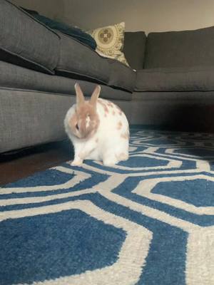 A post by @dwarfrabbitasmr on TikTok caption: Jerry loves watermelon! #asmr #bunny #rabbit #yum #ReTokforNature